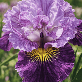 Ирис сибирский Mad Hat