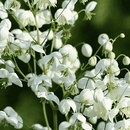 Василистник Splendide White