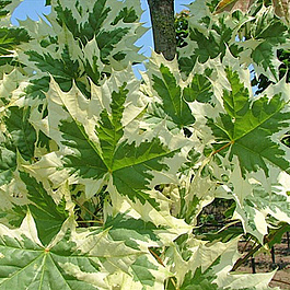 Клен остролистный Друммонди