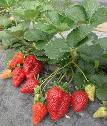 Земляника садовая Мальга