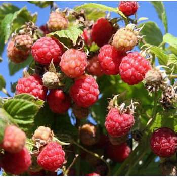 Малина нектарная (малино-поляничный гибрид)