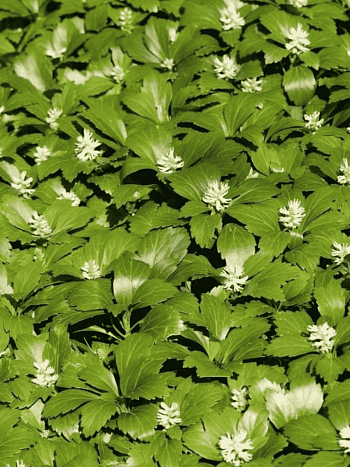 Пахизандра верхушечная Green Carpet