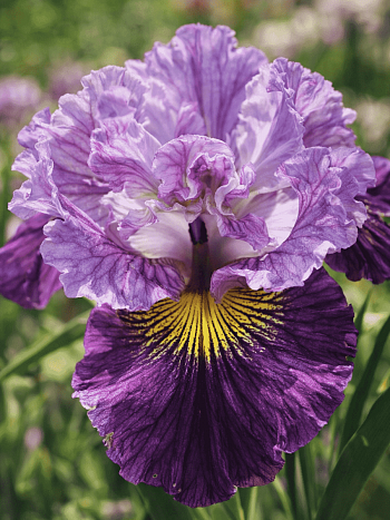 Ирис сибирский Mad Hat