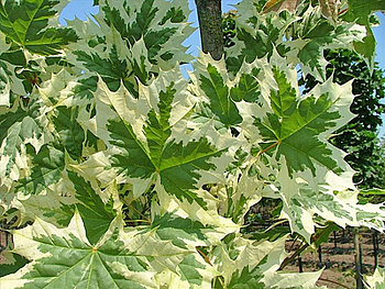 Клен остролистный Друммонди