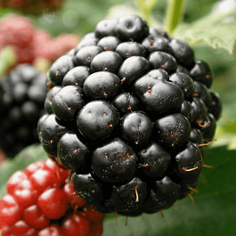 Ежевика садовая Гималаи