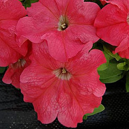 Петуния грандифлора Лимбо Джи Пи	Салмон