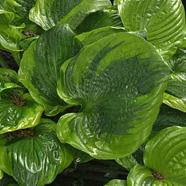 Хоста гибридная Сам оф Олл