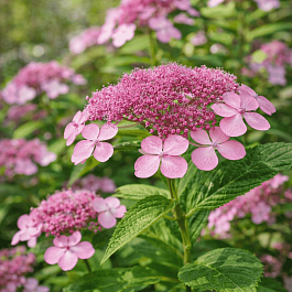 Гортензия пильчатая Rosalba