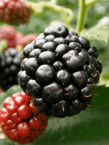 Ежевика садовая Гималаи