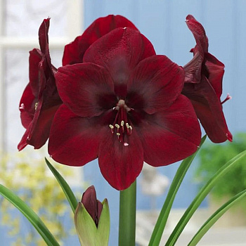 Амариллис простой Премьер