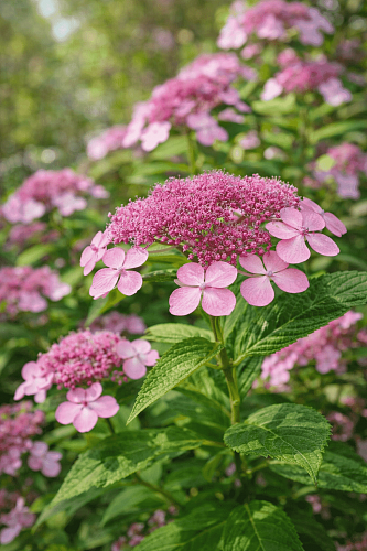 Гортензия пильчатая Rosalba