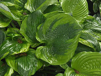 Хоста гибридная Сам оф Олл Хоста гибридная Сам оф Олл