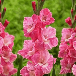 Гладиолус Sylvanna