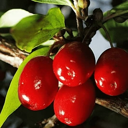 Кизил Плодовый Светлячок