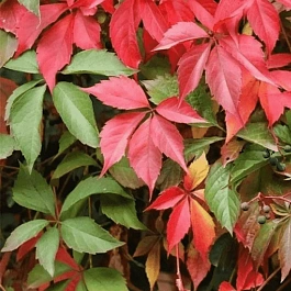 Виноград девичий пятилисточковый Parthenocissus