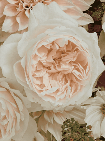 Роза кустовая Purity