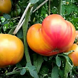 Томат Медовый салют