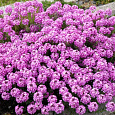 Иберис зоничный Розовый сон Иберис зоничный Розовый сон