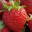 Земляника садовая Королева Елизавета Земляника садовая Королева Елизавета