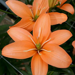 Лилия ЛА-гибрид Ориндж Кокот