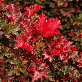 Гейхера  Chocolate Ruffles