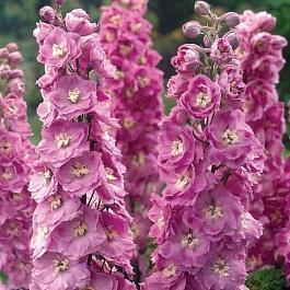 Дельфиниум (живокость) высокий Delphi's Pink Power