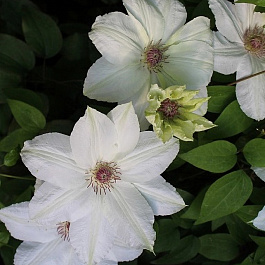 Клематис крупноцветковый Фую-но-Таби