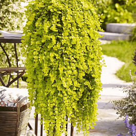 Вербейник монетчатый Goldilocks