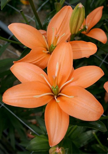 Лилия ЛА-гибрид Ориндж Кокот