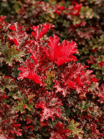 Гейхера  Chocolate Ruffles