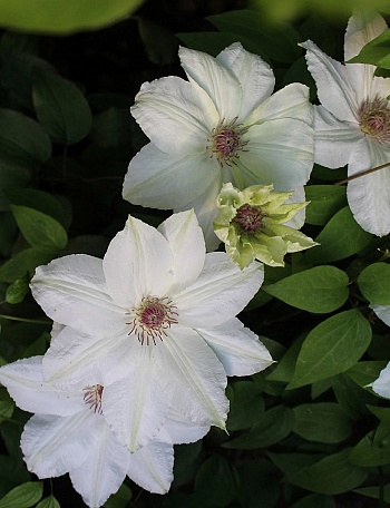 Клематис крупноцветковый Фую-но-Таби