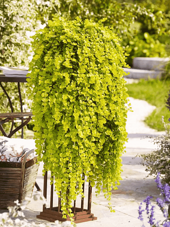 Вербейник монетчатый Goldilocks