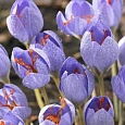 Крокус прекрасный