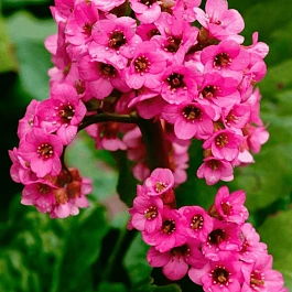 Бадан сердцелистный Rose