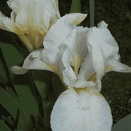 Ирис карликовый Liliy White