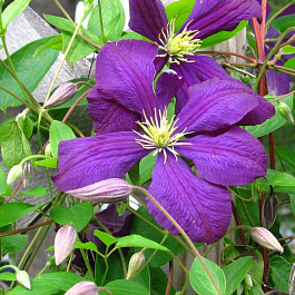 Клематис крупноцветковый Жакмани
