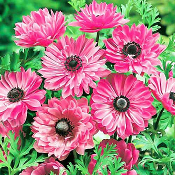 Анемона корончатая махровая Пинк