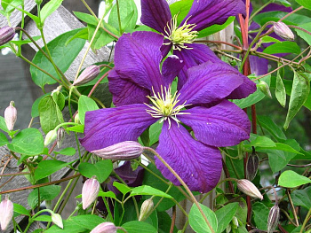 Клематис крупноцветковый Жакмани