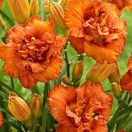 Лилейник Awesome Luck