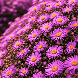 Астра кустарниковая Wood's Purple