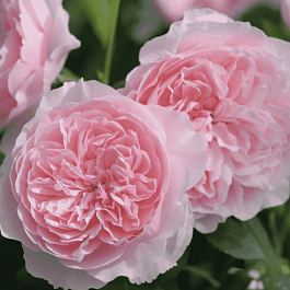 Роза Английская кустовая Wisley 2008