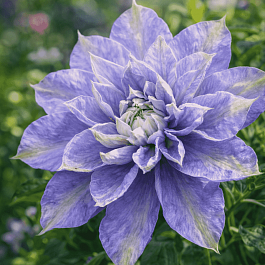 Клематис гибридный Mazury CRATER LAKE