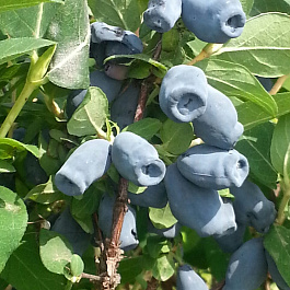 Жимолость съедобная Княгиня