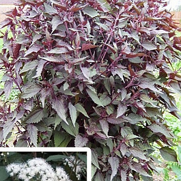 Посконник морщинистый Чоколит Посконник морщинистый Чоколит