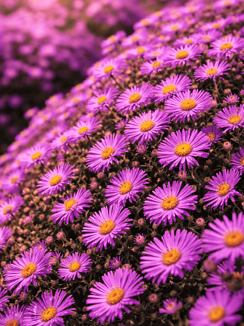 Астра кустарниковая Wood's Purple