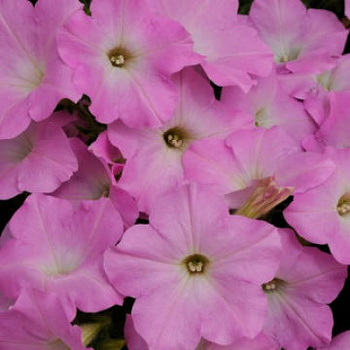 Петуния ампельная F1 Изи Вейв	Пинк