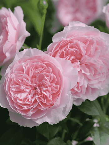 Роза Английская кустовая Wisley 2008