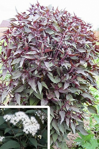 Посконник морщинистый Чоколит