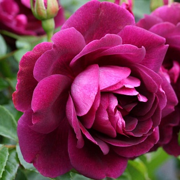 Роза Флорибунда Burgundy Ice