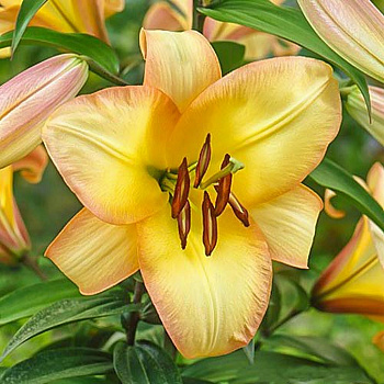 Лилия ОТ-гибрид Буги Вуги